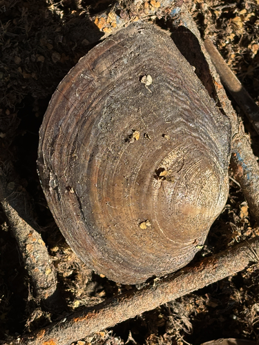 Chinese Pond Mussel