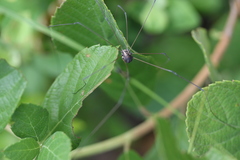 Leiobunum bimaculatum