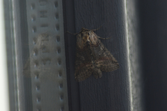 Abrostola tripartita