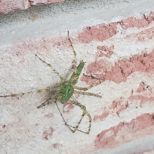 Green Lynx Spider