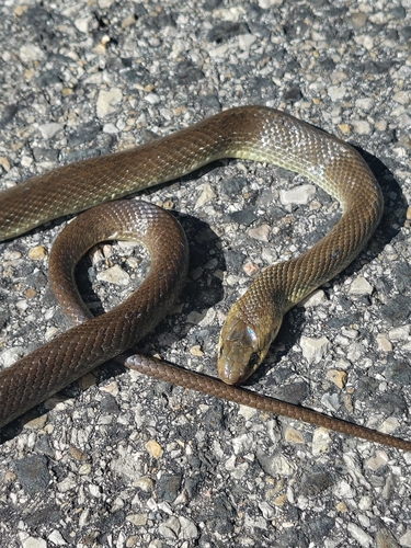 Aesculapian Snake