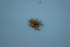 Salticinae