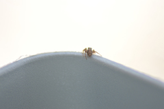 Salticinae