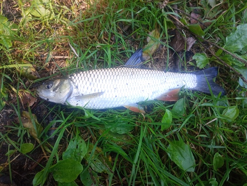 European Chub