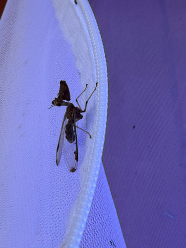 Four-spotted Mantisfly
