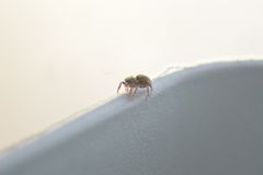 Salticinae