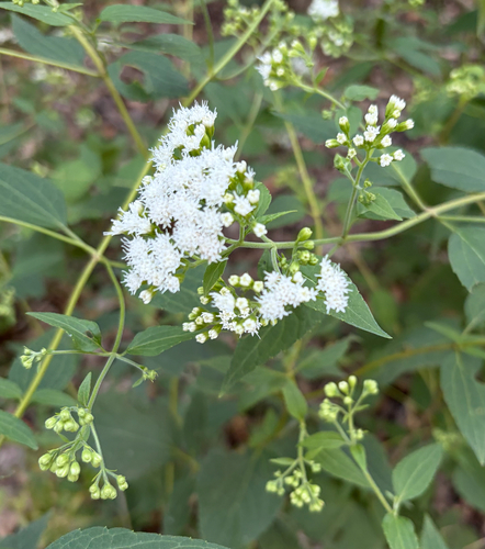 white snakeroot