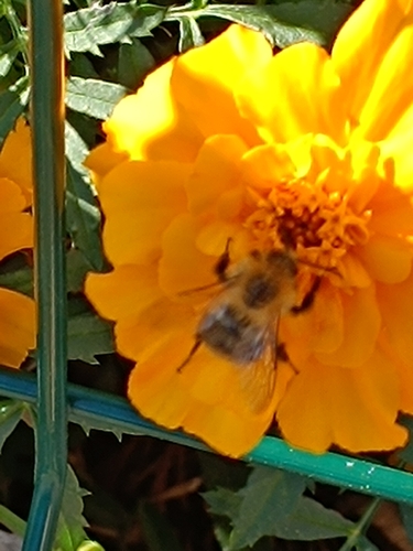 Common Carder Bumble Bee