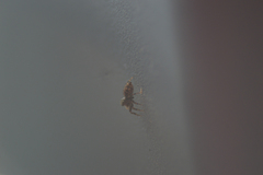 Salticinae