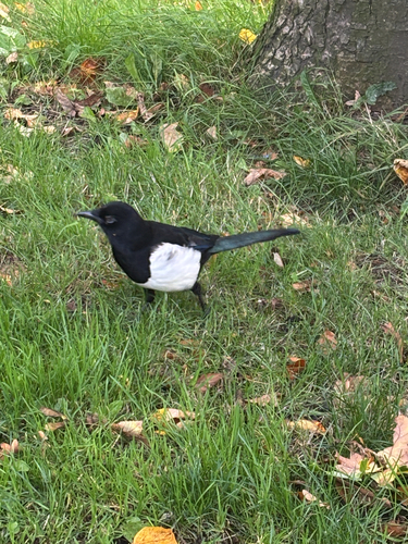 Eurasian Magpie