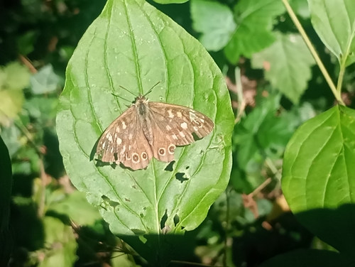 Speckled Wood