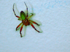 Araniella cucurbitina