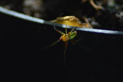 Araniella cucurbitina