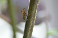 Araniella cucurbitina