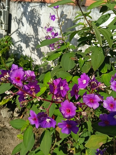 silverleafed princess flower