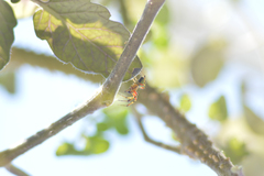Araniella cucurbitina