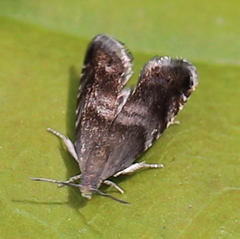 Strophedra nitidana
