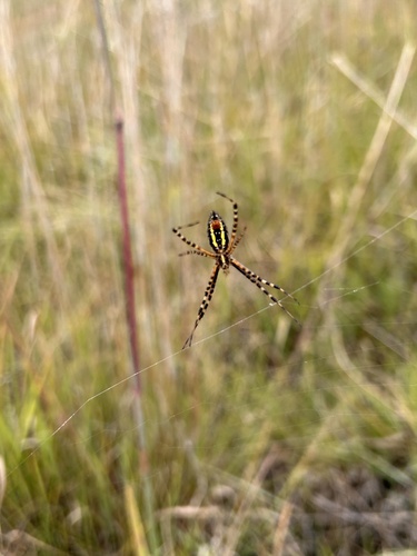 Banded Garden Spider