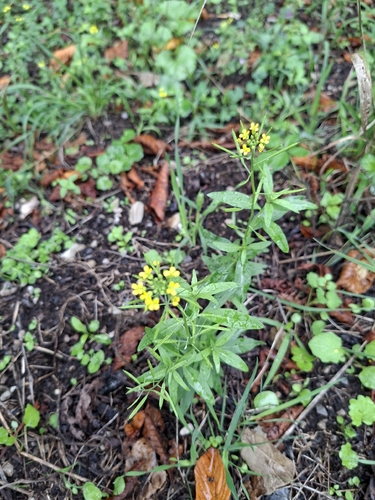 wormseed wallflower
