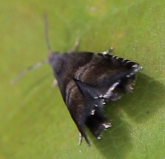 Strophedra nitidana