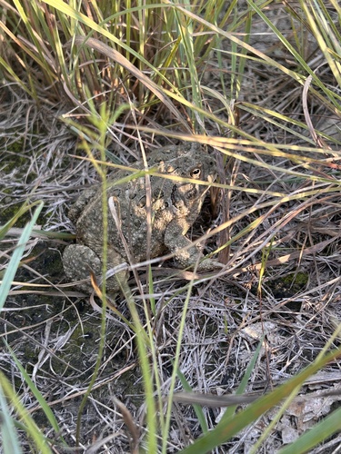 Woodhouse's Toad