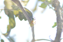 Araniella cucurbitina