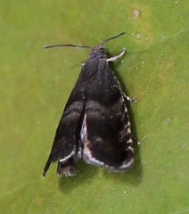 Strophedra nitidana