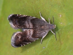 Strophedra nitidana