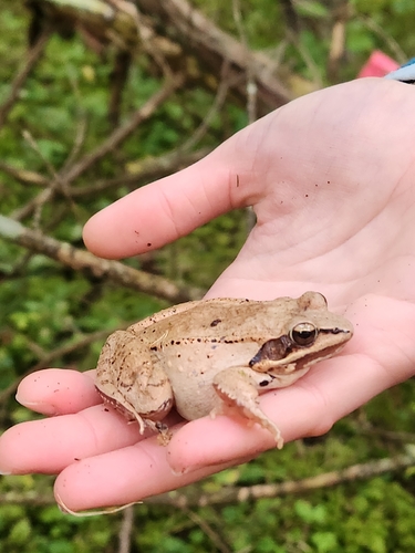 Wood Frog