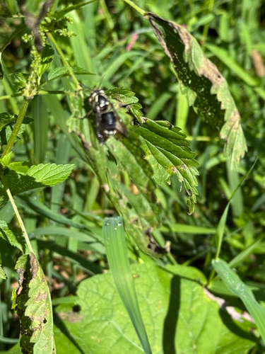 Bald-faced Hornet