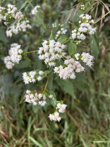 white snakeroot