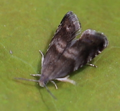 Strophedra nitidana