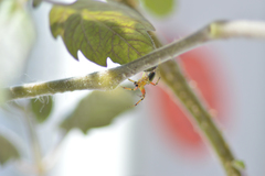 Araniella cucurbitina