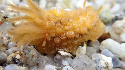Warty Doris