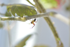 Araniella cucurbitina