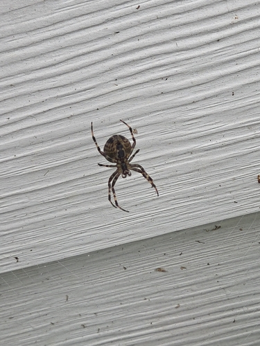 Spotted Orbweaver