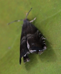 Strophedra nitidana