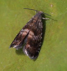 Strophedra nitidana
