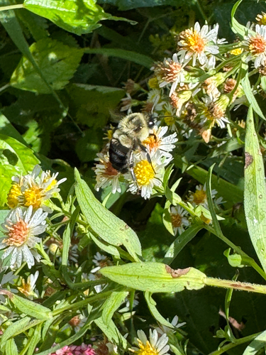 Common Eastern Bumble Bee
