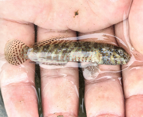 Insignia Prawn-goby
