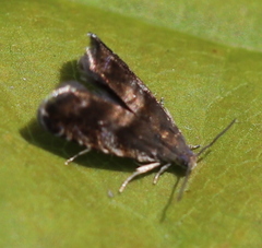 Strophedra nitidana