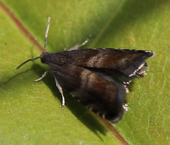 Strophedra nitidana