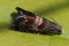 Strophedra nitidana
