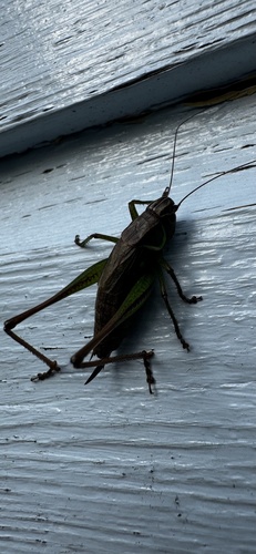 Roesel's Bush-cricket