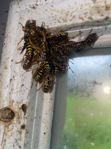 European Paper Wasp