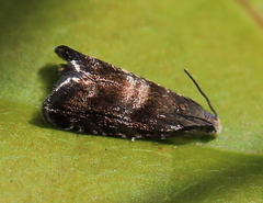 Strophedra nitidana