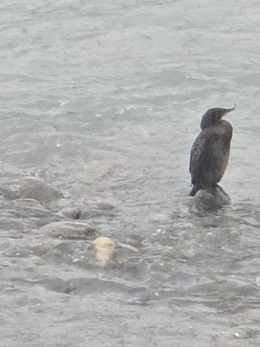 Pygmy Cormorant