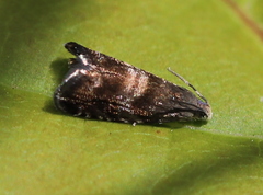 Strophedra nitidana
