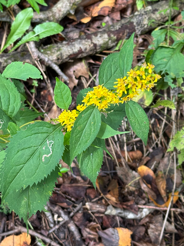 broad-leaved goldenrod