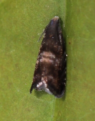 Strophedra nitidana